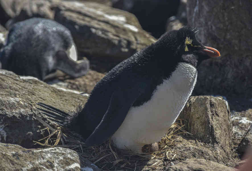 Pingüino Rockhopper - islas Falkland o Malvinas 07